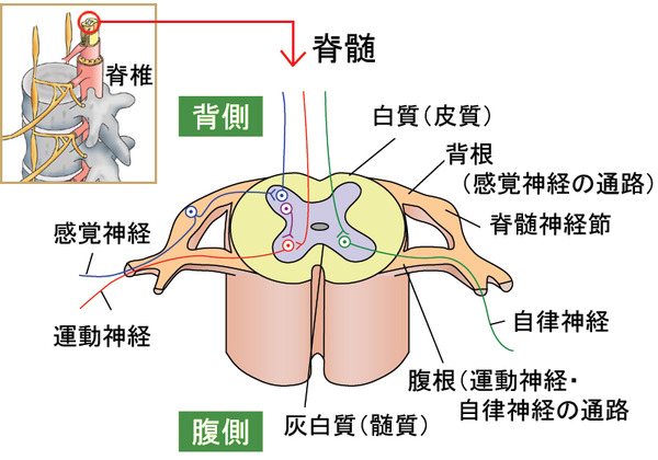 脊髄