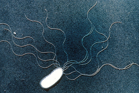 prokaryote7
