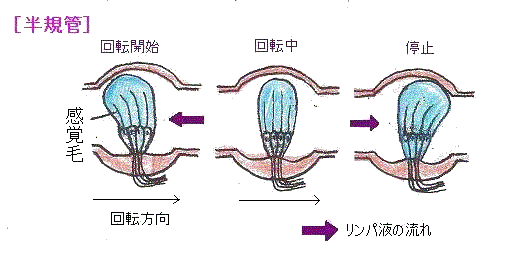 hankikan