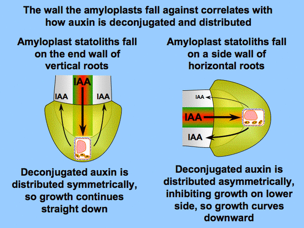 statocytes