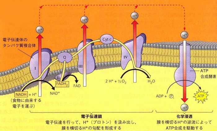 電子伝達系