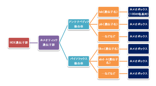 Hox遺伝子群