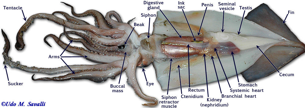 イカの解剖 バイオハックch