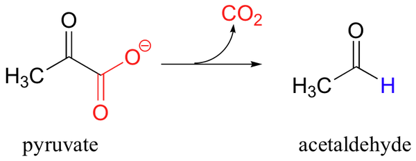 ピルビン酸脱炭酸酵素