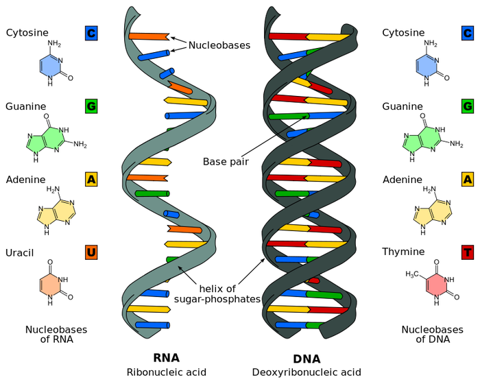 RNA