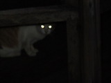 img_487665_13217254_0