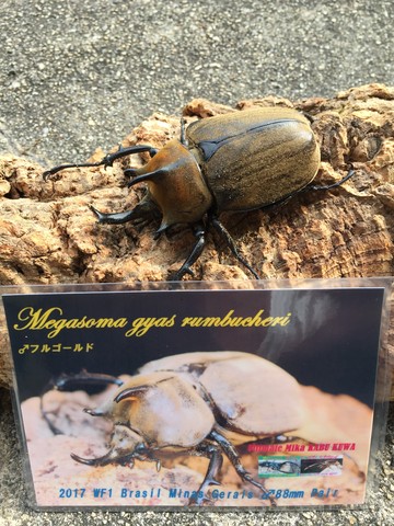 ■■　ギアスルンバッシャーゾウカブト　5頭　■■　５月中旬孵化　① 2023⁄8⁄16 新入荷情報～ \u203c️ \u2013 昆虫ショップNexus