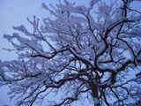 わた雪 001