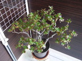 2012花月 004