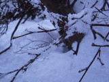 わた雪