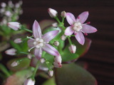 2012花月 003