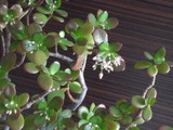 2012花月 002
