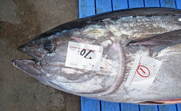 豊洲移転後のマグロの初競り、平成最後など祝儀重なり 過去最高額の3億3千万円