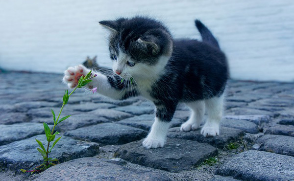 明日の給料日で猫ちゃん貯金30万円がついに溜まるから猫飼う!!