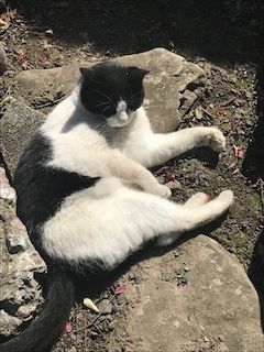 neko