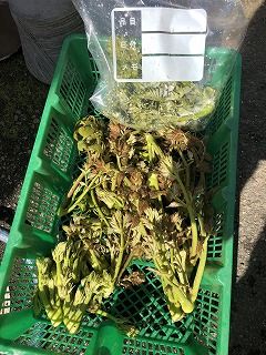 写真 2018-04-12 9 52 26