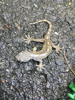 写真 2017-08-22 16 32 47