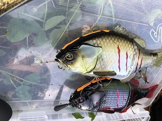 写真 2018-07-24 8 46 09