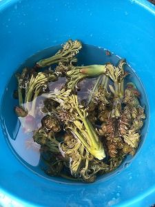 写真 2017-04-15 9 44 46