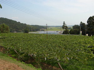 96668bbb.jpg