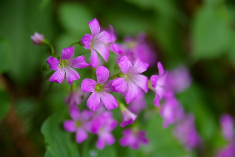 IMGP9767.jpg