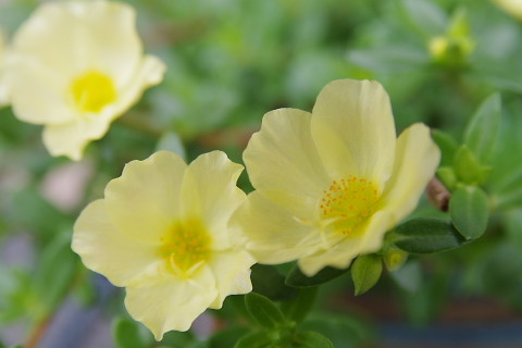 IMGP9242.jpg