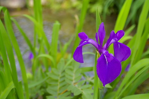 IMGP9222.jpg