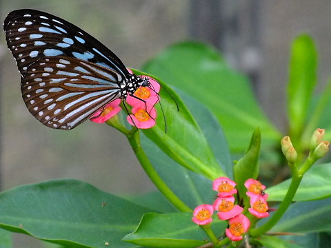 DSCF8955.jpg