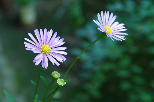 9577256a.jpg