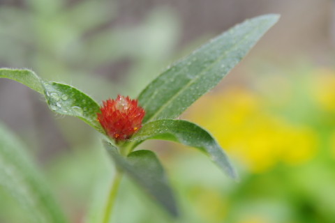 IMGP9247.jpg
