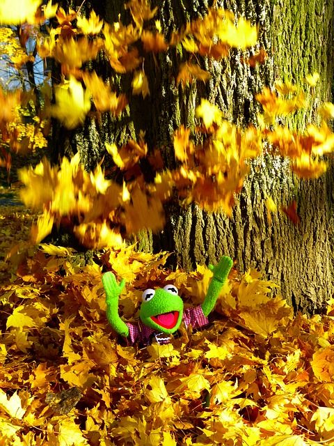 leaves-63302_640