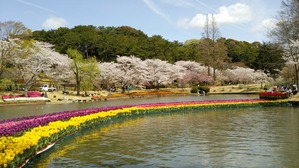 チューリップと桜並木。