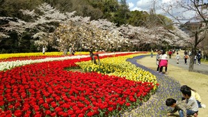 チューリップと菜の花と桜と。