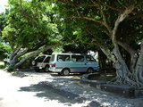 石垣島・木と車。