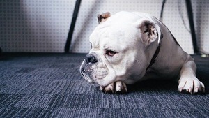 dog-1246029__340