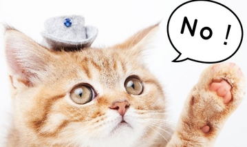 no 猫