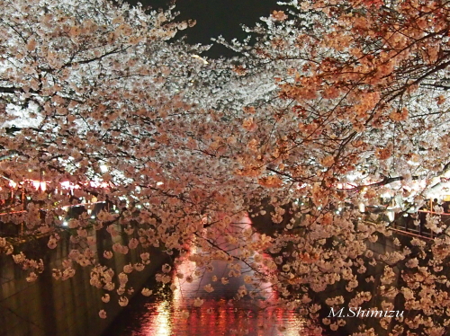 2017目黒川桜