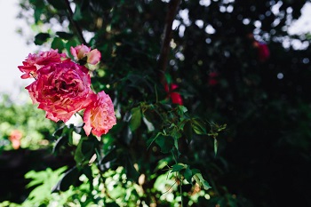 kaboompics_Roses of Bulgaria