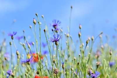 alpine-cornflower-3440640__340