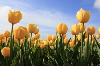 tulips_21289768