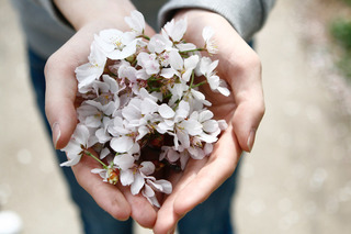 手の中の桜