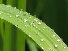 雨のしずく