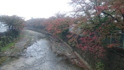 紅葉の季節です
