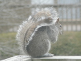 cold day's squirrel