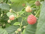 8/24 raspberry picking