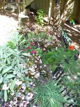 garden_before