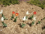 5/5 library tulips