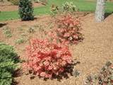 5/5 library flower
