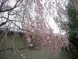 sidare sakura