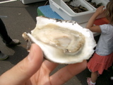 oyster